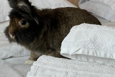 Garsonieră decomandată în P-ța Romană