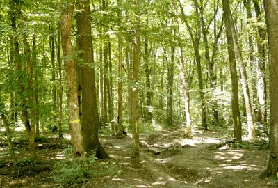 Oportunitate investitie exceptionala ! Pipera 352.400 mp. partial in intravilan - 5