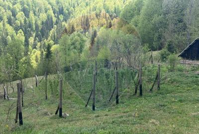 Proprietate eco-turistică de vânzare – 62.330 mp, Horea, Alba - 42
