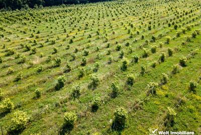 Teren nucifer cu plantatie de aluni, sat Frata, jud. Cluj - 2