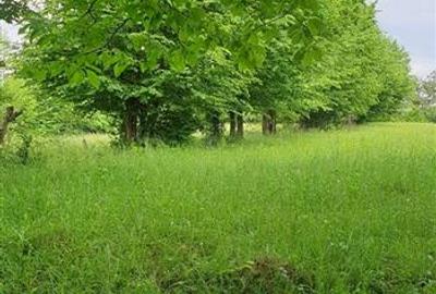TEREN DE VANZARE 500O MP PUNCT CHETRIS CERDAC SLANIC MOLDOVA - 5