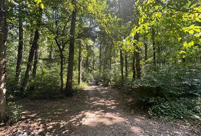 Teren de Vis pe malul lacului Snagov / 4000 mp in inima Naturii /40 m deschidere - 8
