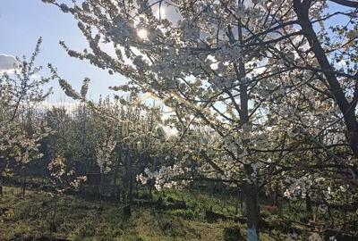 Vila 9 camere***gradina cu pomi fructiferi//1085 mp teren***Dragomiresti-Deal - 23