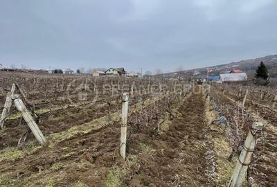 Teren intravilan 2.617mp, Chicerea, comuna Tomești - 4