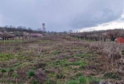 RECO Teren intravilan in Oncea, str. Prunilor - 3