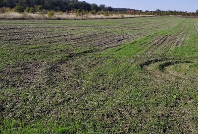 FARA COMISIOANE teren extravilan aproape de padure 5054mp merita vazut - 1