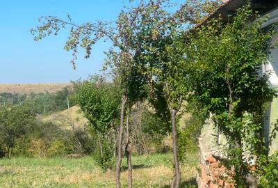 Teren intravilan Valea Mare | 1486 mp | Utilități | 13,5 €/mp - 5