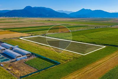 Teren Construcții intravilan de 7500 mp, în Tărlungeni