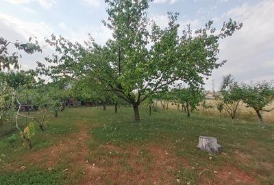 Casa noua cu 3 camere in Siria, 85 mp utili, teren 1.530 mp, livada si vie - 16