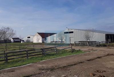 Ferma langa Oravita 5600 mp construiti si teren 24281 intravilan - 4