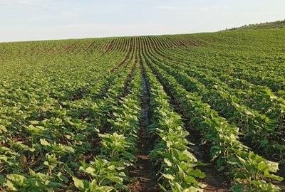 Teren Agricol de Înaltă Productivitate (Extravilan) - 1