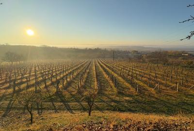 Investiție rară în Bihor - 12