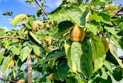 FILM! Casa cu teren generos,vedere pitoreasca, Sancraiu,  aproape de Sfantu Gheo - 40