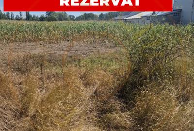 Teren Mosoaia, Lazaresti! - 1