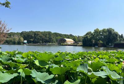 Teren Construcții intravilan de 4003 mp, în Snagov