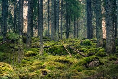 Teren extravilan de 2724000 mp, în Sascut