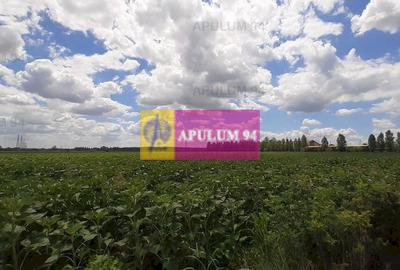 Teren 715mp în Snagov lângă Equestria - 18