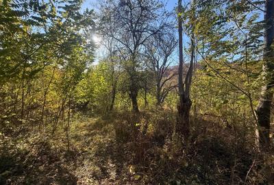 Teren langa pădure 6400mp+casa demolabila-deschidere 35 ml - 7