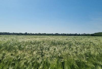Ferma de Cultura Mare 1100 HA - 8