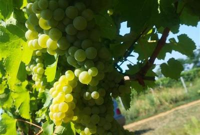 Afacere Investitie Vie 4 Hectare 40 km de Oradea - 4