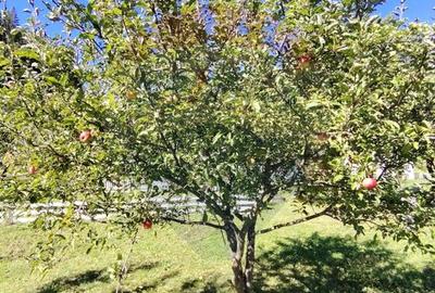 Casă în Vatra Dornei, zona Argestru, cu 11.541m.p. TEREN INTRAVILAN - 11
