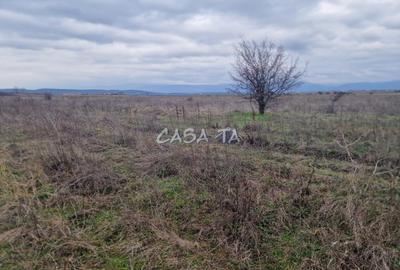 Teren Extravilan (5900 mp),situat in Targu-Jiu, Preajba-Dragoieni - 5