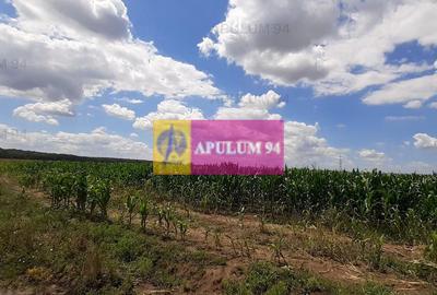 Teren 715mp în Snagov lângă Equestria - 41