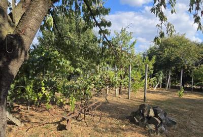 Casă și teren de vânzare – Zona Careiului - 3