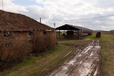 Fermă cu teren intravilan de 35000 mp în Mișca - 14