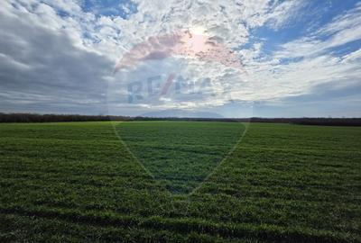 Vânzare teren agricol 12 ha, Giarmata - Jud. Timiș - 2