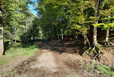 Teren 7.160 mp la marginea pădurii– Alexandru cel Bun,acces forestier cod 160785 - 4