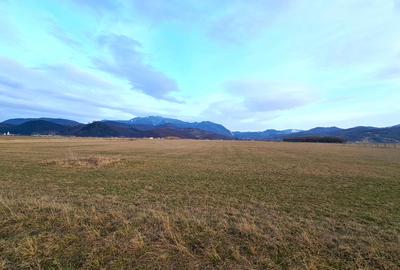 TEREN 5000  mp EXTRAVILAN LANGA SENS GIRATORIU RASNOV - PANICEL - 5