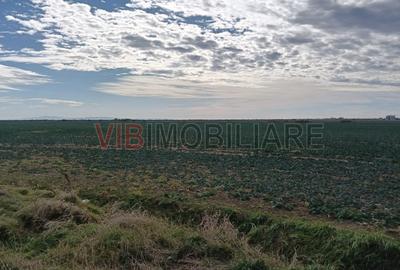 Ferma Agricolă 1.350 Hectare – Grad de Comasare 96–97%, Chișineu Criș, Județul A - 5