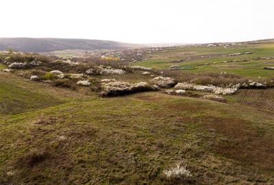 RECO Teren exclusivist 1800 mp in Betfia – panorama superba - 5