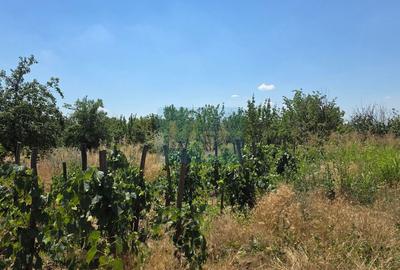 Casă + 4681 mp teren | Oportunitate investițională | Șimian - 2