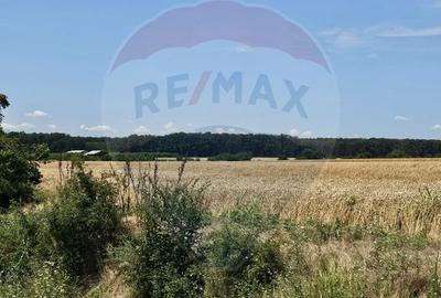 Vanzare Teren Intravilan Buftea, 750mp, str. Ulmului, Pista Biciclete - 6