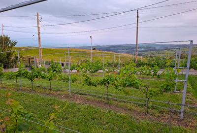 Casă Smart-Eco clasaA la Cheie/Teren 1000 mp ,Livadă & viță de vie, indep.energ. - 14