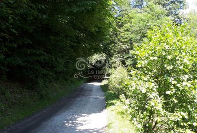Vand teren si padure conifere in Albestii de Muscel. - 6