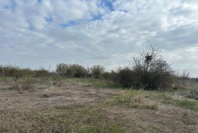 Teren 918 mp Corbeanca Tamasi | Intravilan POT 27% | P+2E+M | Ideal investitie - 3