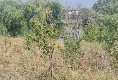 Teren Corbeanca Tamasi vsv de Paradisul verde 16000 mp deschidere lac - 7