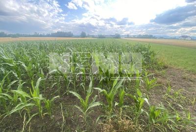 Teren Intravilan | 20 Ari | Frătăuții Noi - 1