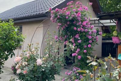 GM1731 Vanzare casa 250mp Afumati-Ograda, teren 1010mp - 11