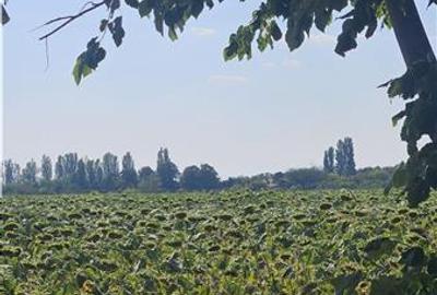 Teren de vanzare  - Caciulati - Ilfov - 3