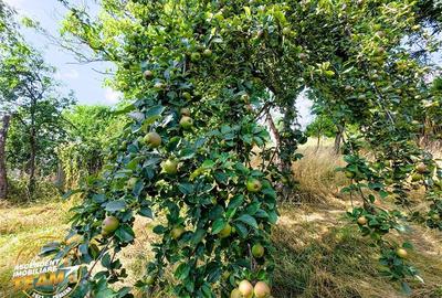 Asezare munteneasca: casa din bustean si sura zidita, Arcus, Covasna - 3