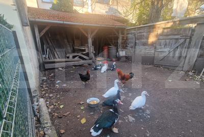 Casa de vanzare, 1360 mp teren, strada asfaltata, circulata, Centrul Vechi - 13