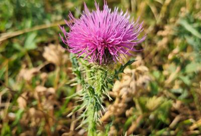 Teren extravilan 2900 mp zona Wonderland Feleacu - 1