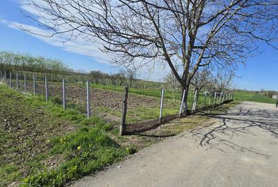 TEREN INTRAVILAN -1300 mp CURTISOARA - 14