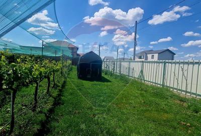 TEREN Investitie livada cu 116 pomi fructiferi in Comuna Livada - 9