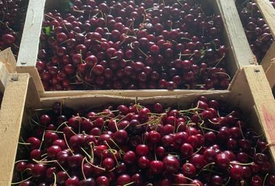 De Vânzare – Fermă de Pomi Fructiferi, 48,8 ha, Iancu Jianu, Jud. Olt - 23