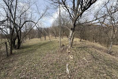 Teren Construcții intravilan de 6040 mp, în Drăgăneasa